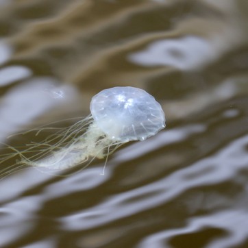 Jellyfish species in the Elizabeth River