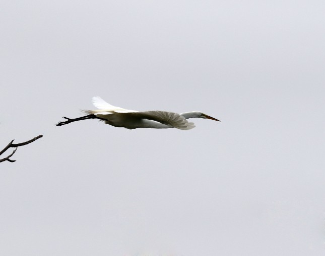 Great Egret launching from a tree limb