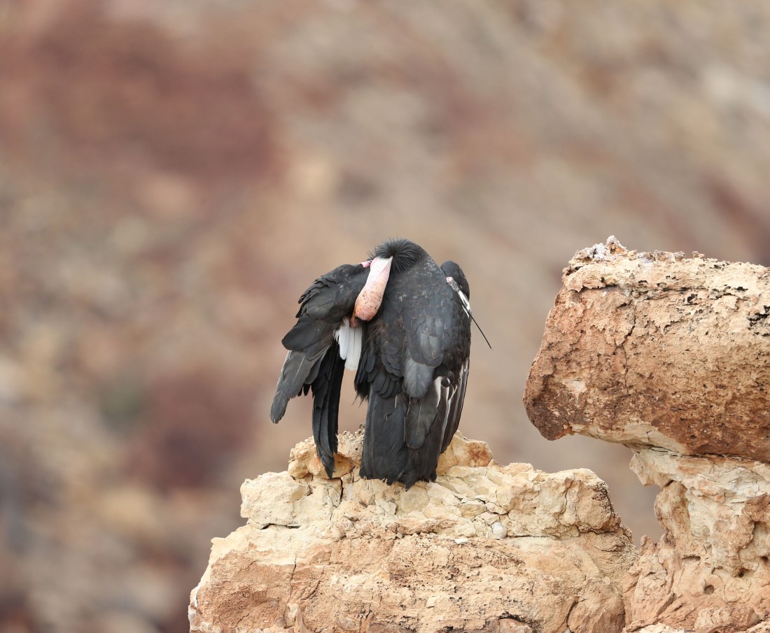 California Condor preening