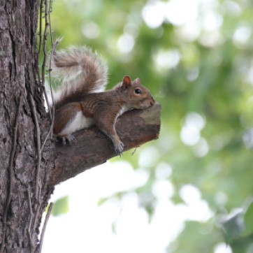 Eastern Gray Squirrel in a tree