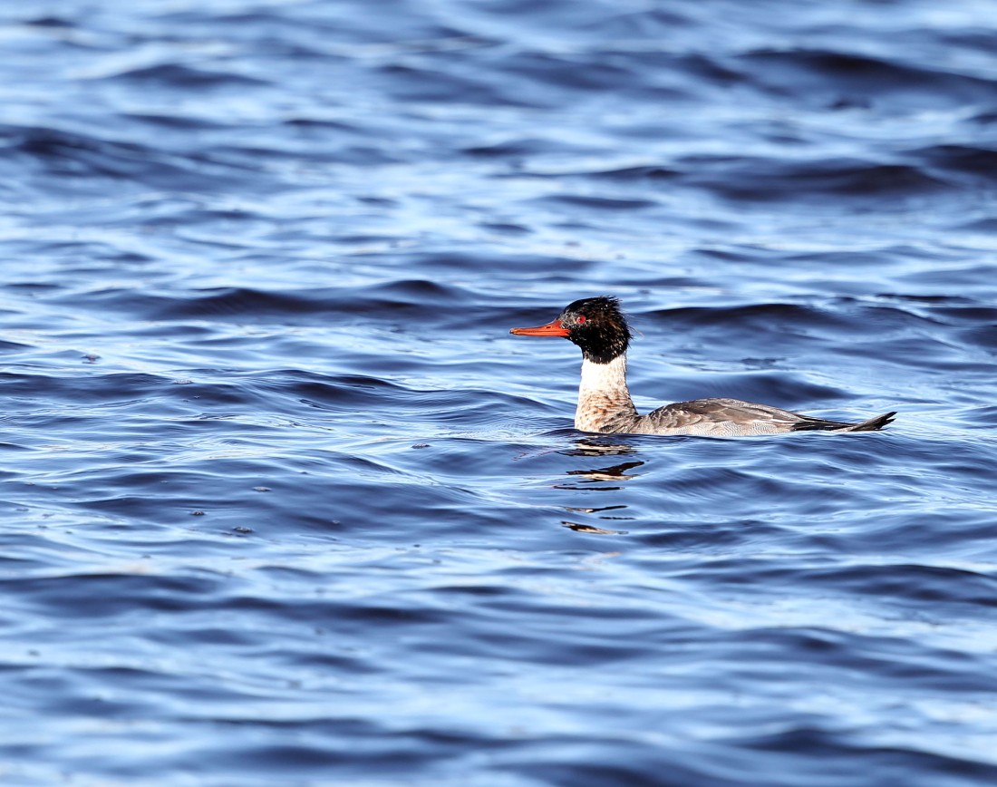 Immature male Red-breasted Merganser swimming