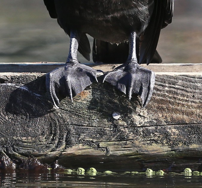 Double-crested Cormorant toes